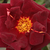 Red - English rose - Sir Edward Elgar